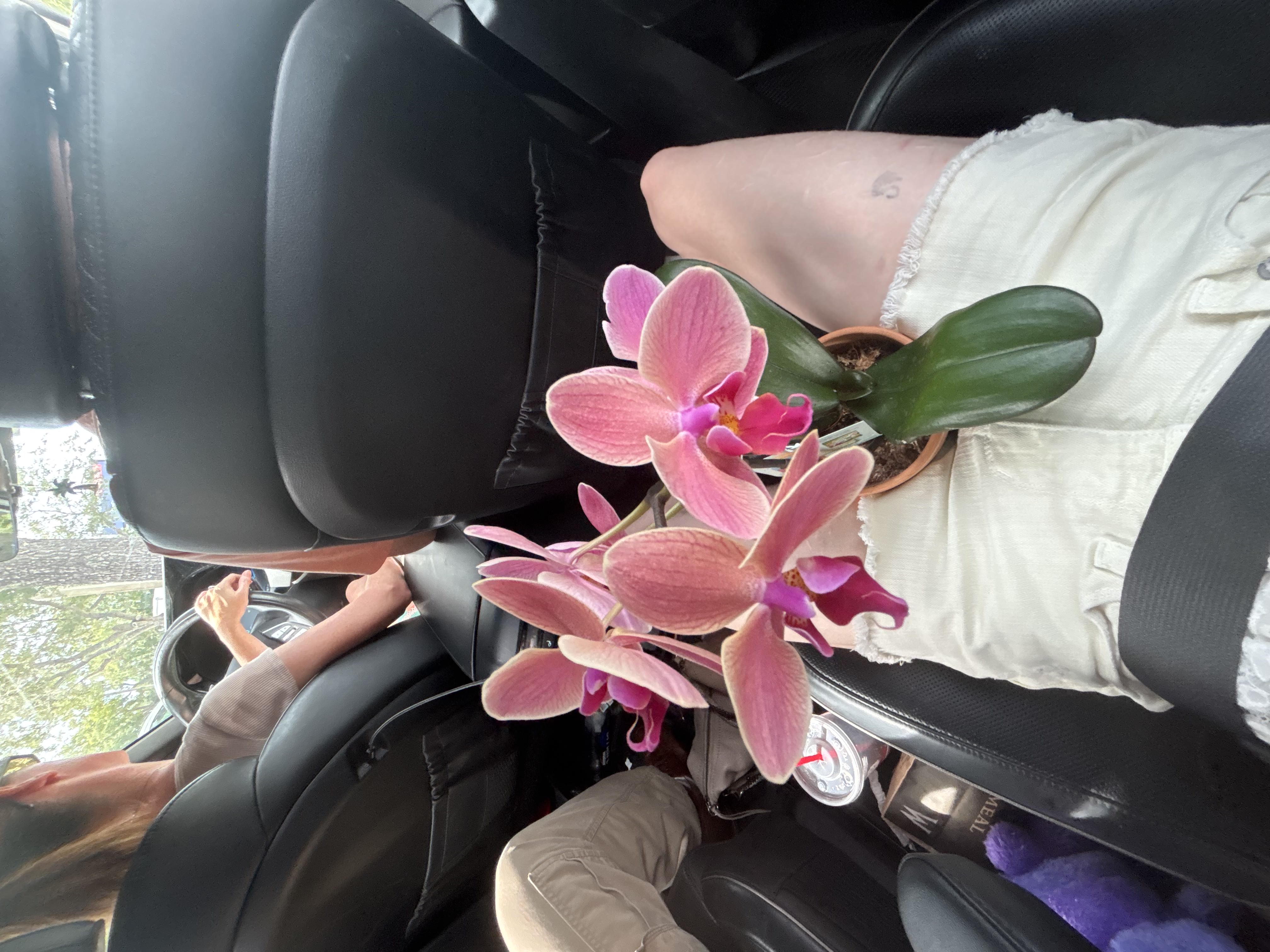 an orchid