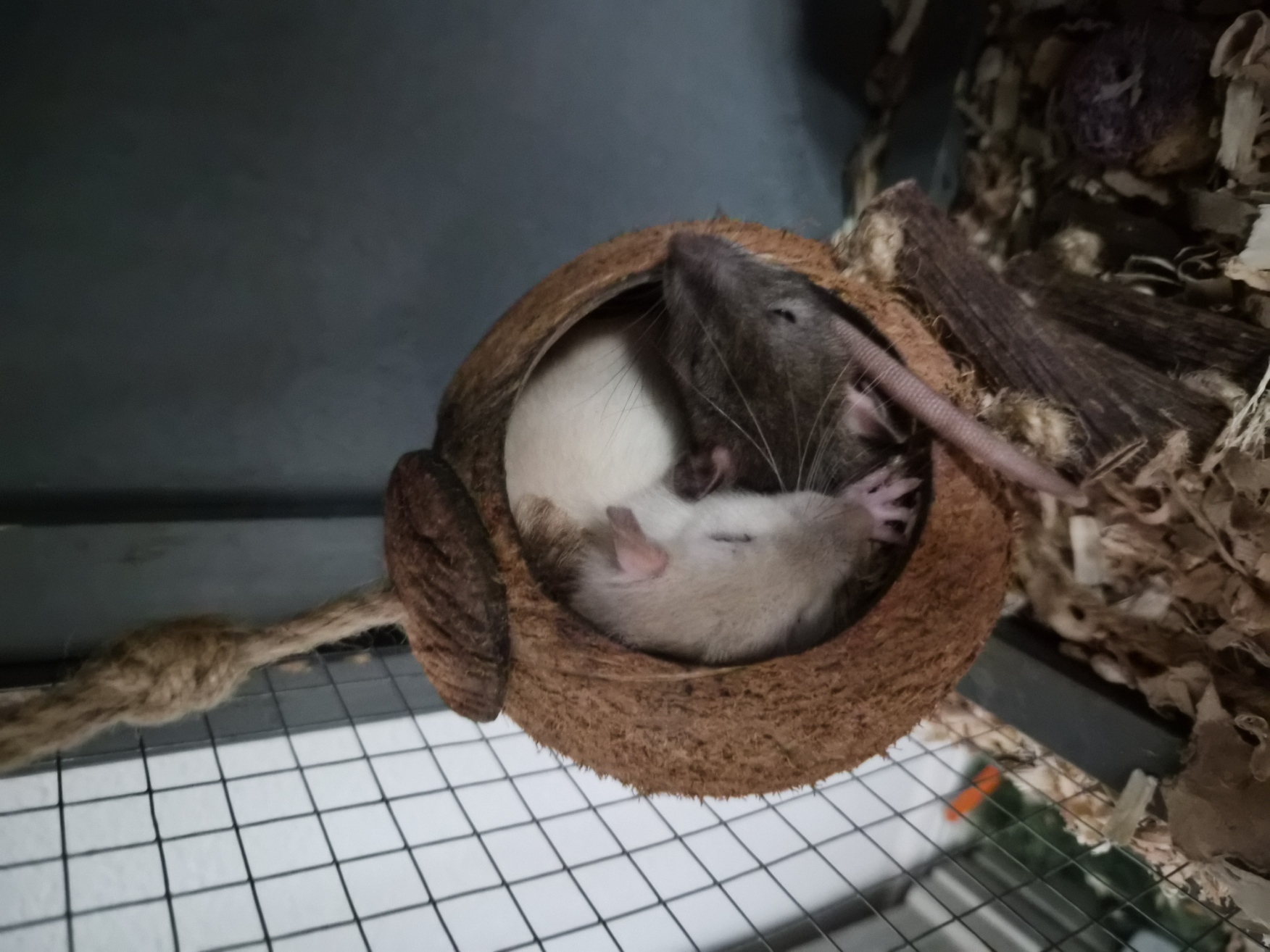 my rats cuddling